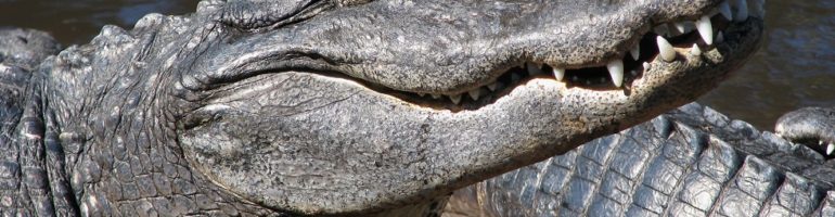 Close-up of alligator head and teeth