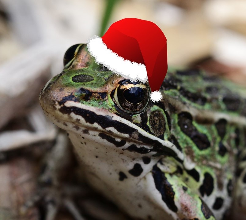 Leopard frog in Santa hat