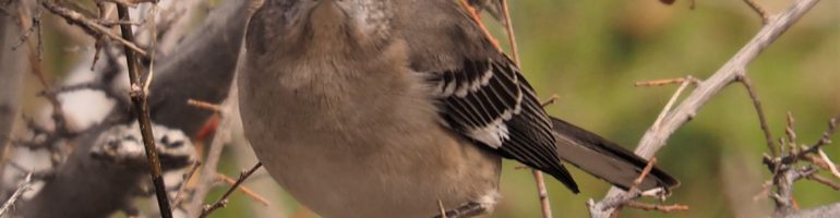 Straight-on view of northern mockingbird with berry in beak