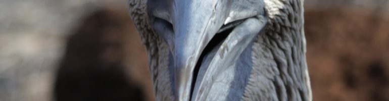 Close-up of blue-footed booby looking like a booby