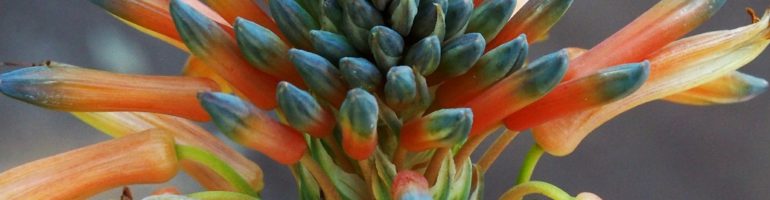 Close-up of flower bud on succulent plant