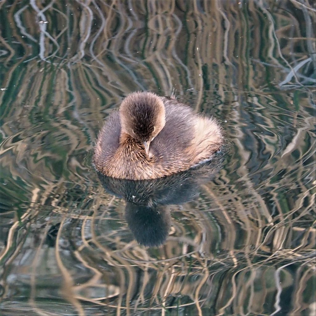 Cross-eyed stare from pied-billed grebe