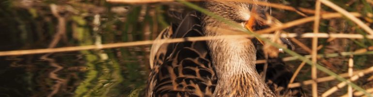 Duck peeking out between reeds.