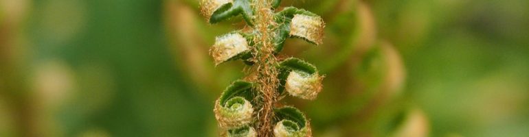 Fiddlehead fern uncoiling.