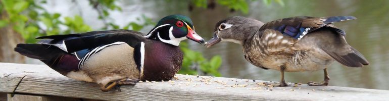 Male and female wood ducks, beak to beak.