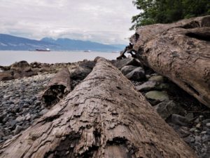 View along driftwood log on rocky beach with inlet and mountains in background.