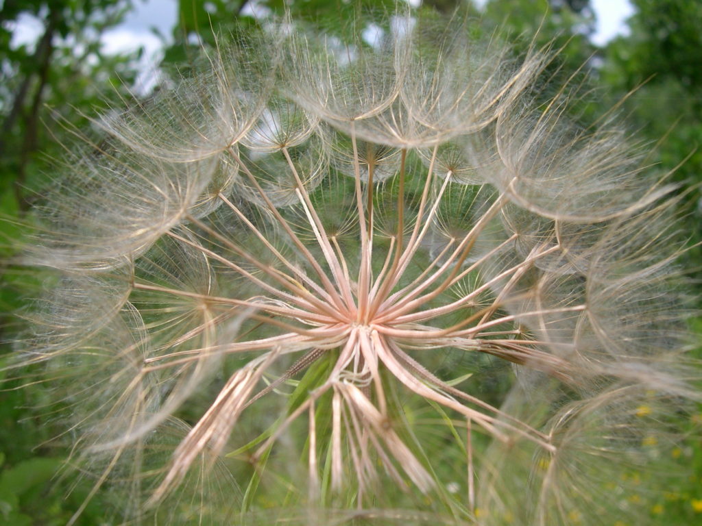 Close-up of dandelion seed head, almost in cross-section.