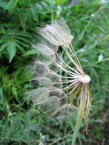 Close-up of windblown dandelion seed head