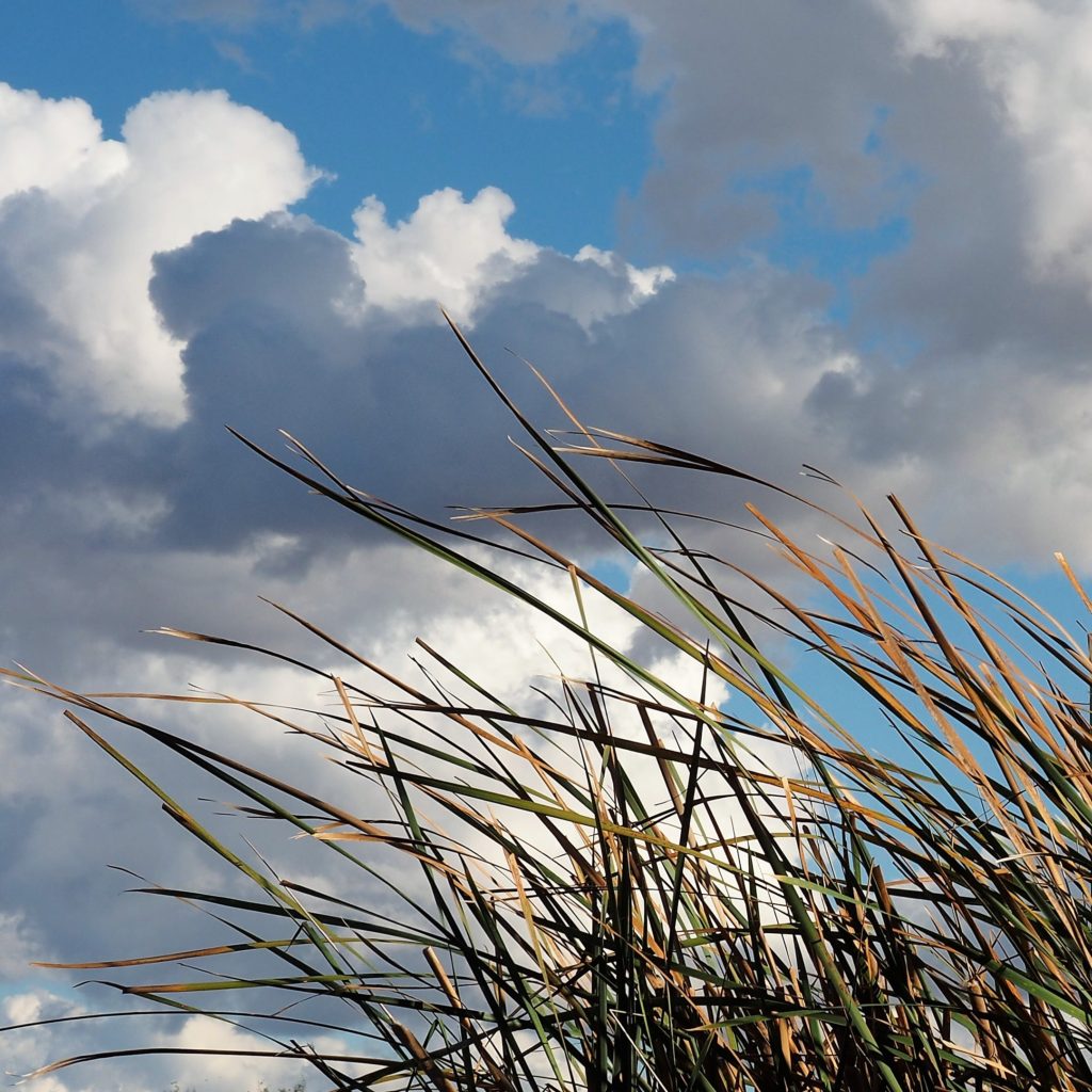 Grass fronds against cumulus clouds