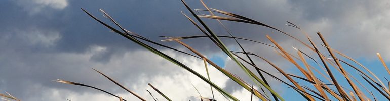 Grass fronds against cumulus clouds