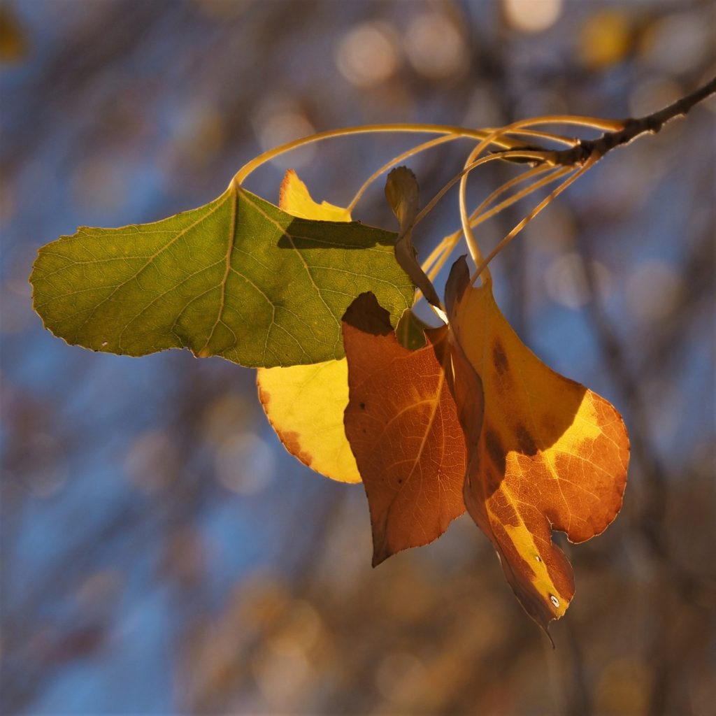 Green, brown and yellow cottonwood leaves