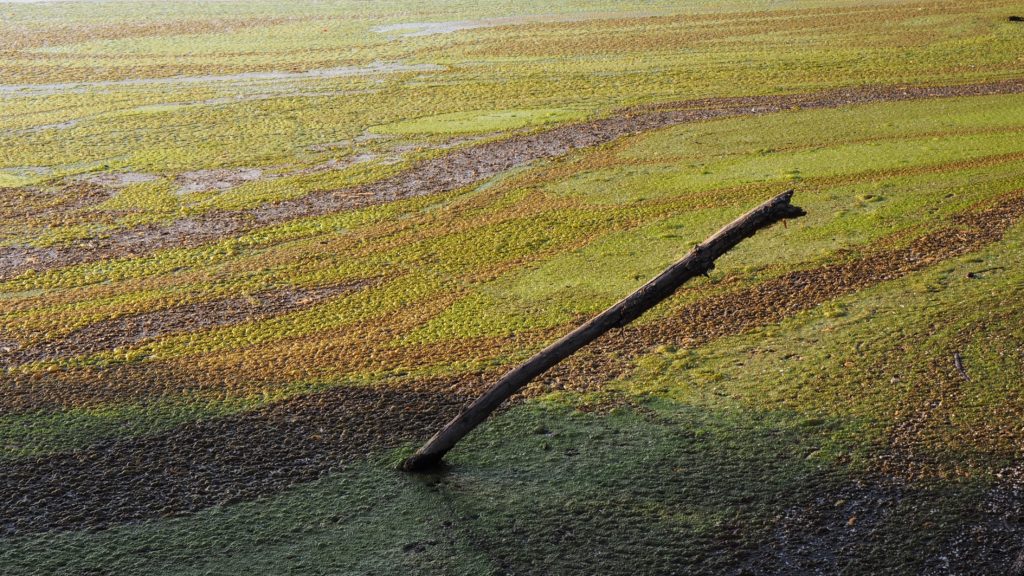 Lime green and brown swirls of algae.