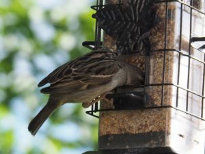 House sparrow with head buried in feeder full of seed.