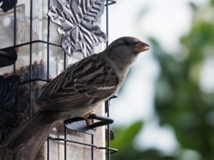 House sparrow perched at feeder