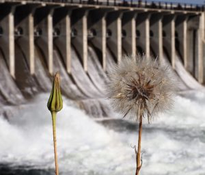 Close-up of dandelion seed head with dam in background