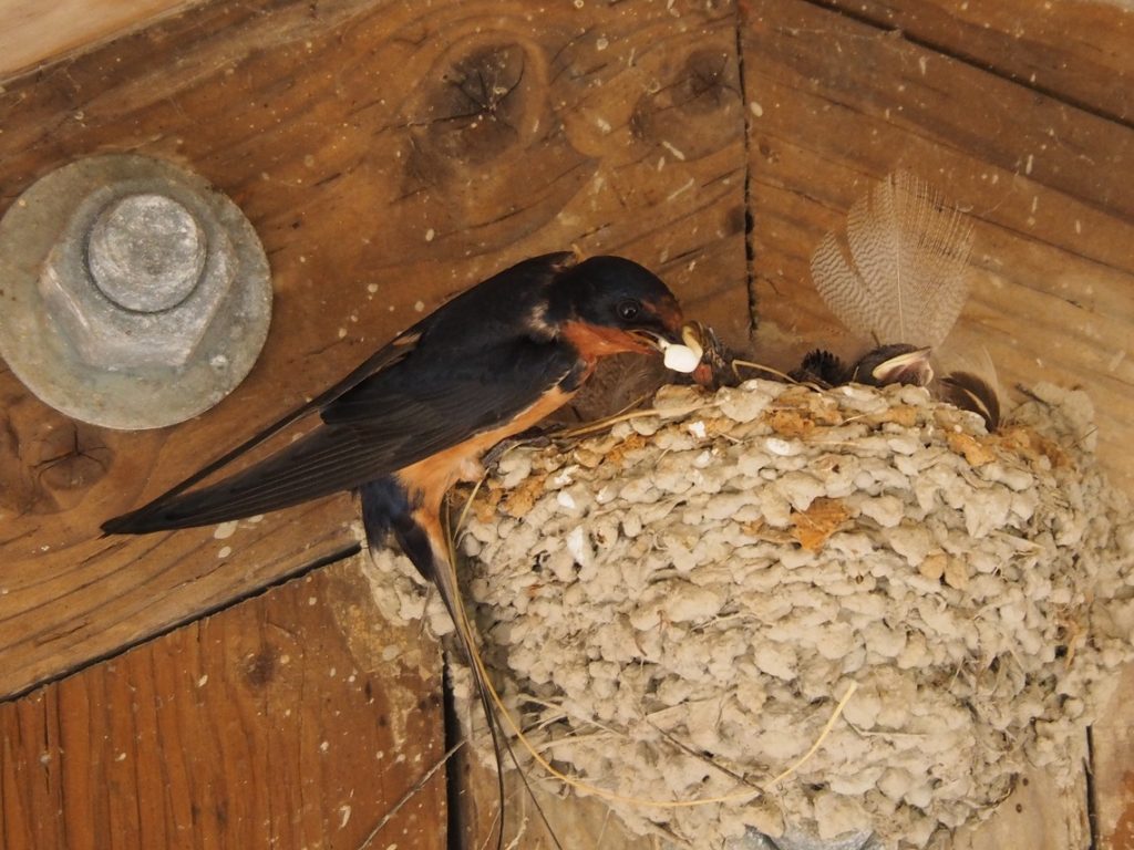 Barm swallow adult removing fecal sac to protect mud-daubed nest from discovery.