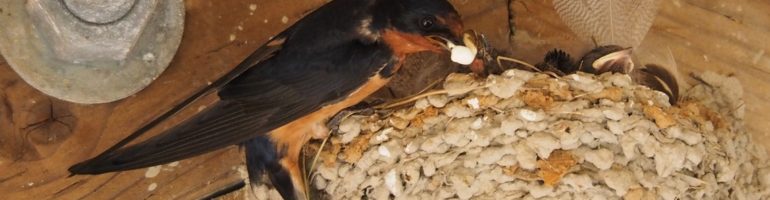 Barm swallow adult removing fecal sac to protect mud-daubed nest from discovery.