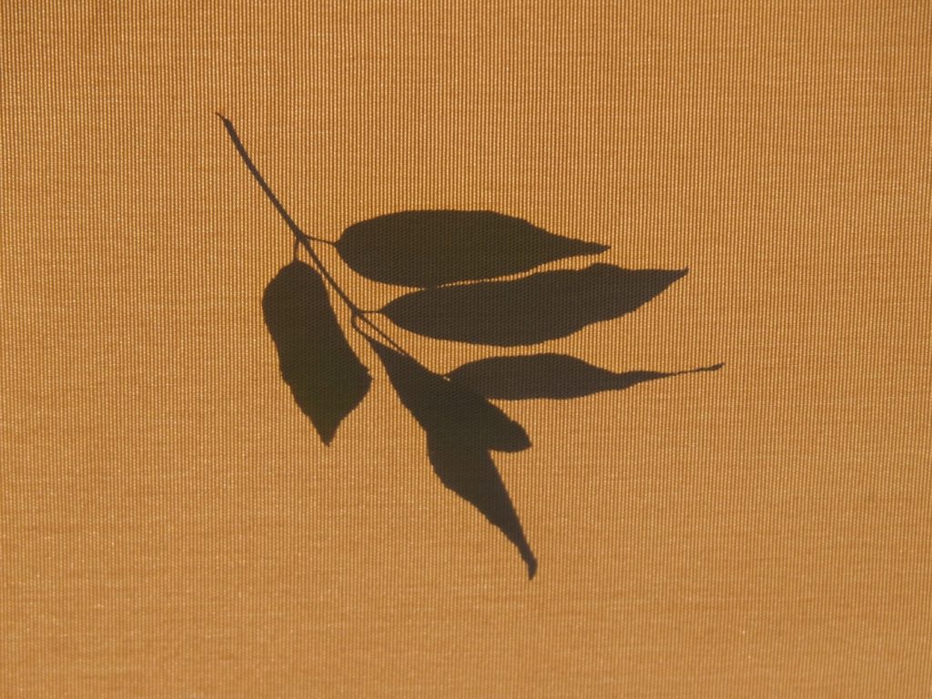 Leaf silhouette on canvas awning