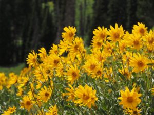 Yellow daisies on hillside, backed by black spruce.