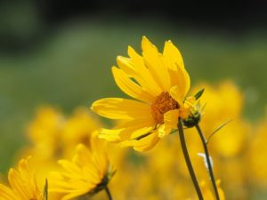 Sunlit yellow daisy in close-up.