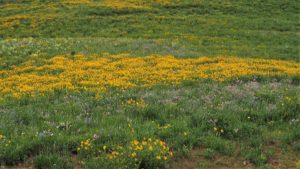 Field of yellow daisies amid green grass.