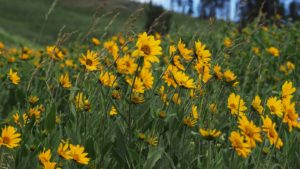 Patch of yellow daisies and grasses, blowing in the wind.