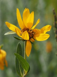 Singletone yellow daisy, seeming to gesture with one leaf.