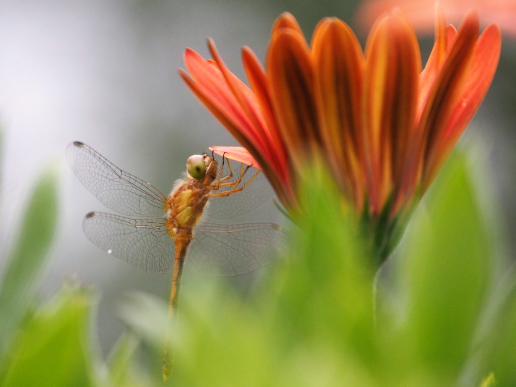Side view of dragonfly hanging onto flower petal.