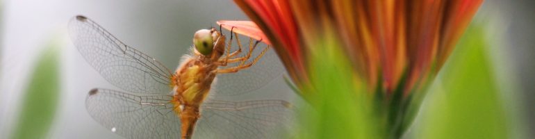 Side view of dragonfly hanging onto petal of bronze osteospermum.