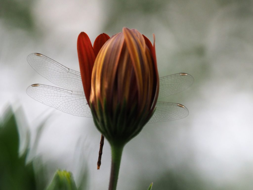 Wings of dragonfly sticking out behind a daisy.