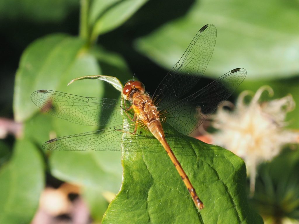 Dragonfly resting on leaf.