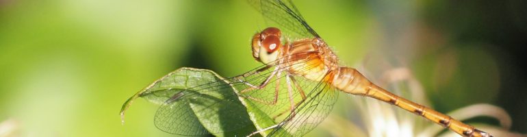 Side view of dragonfly resting on a leaf.