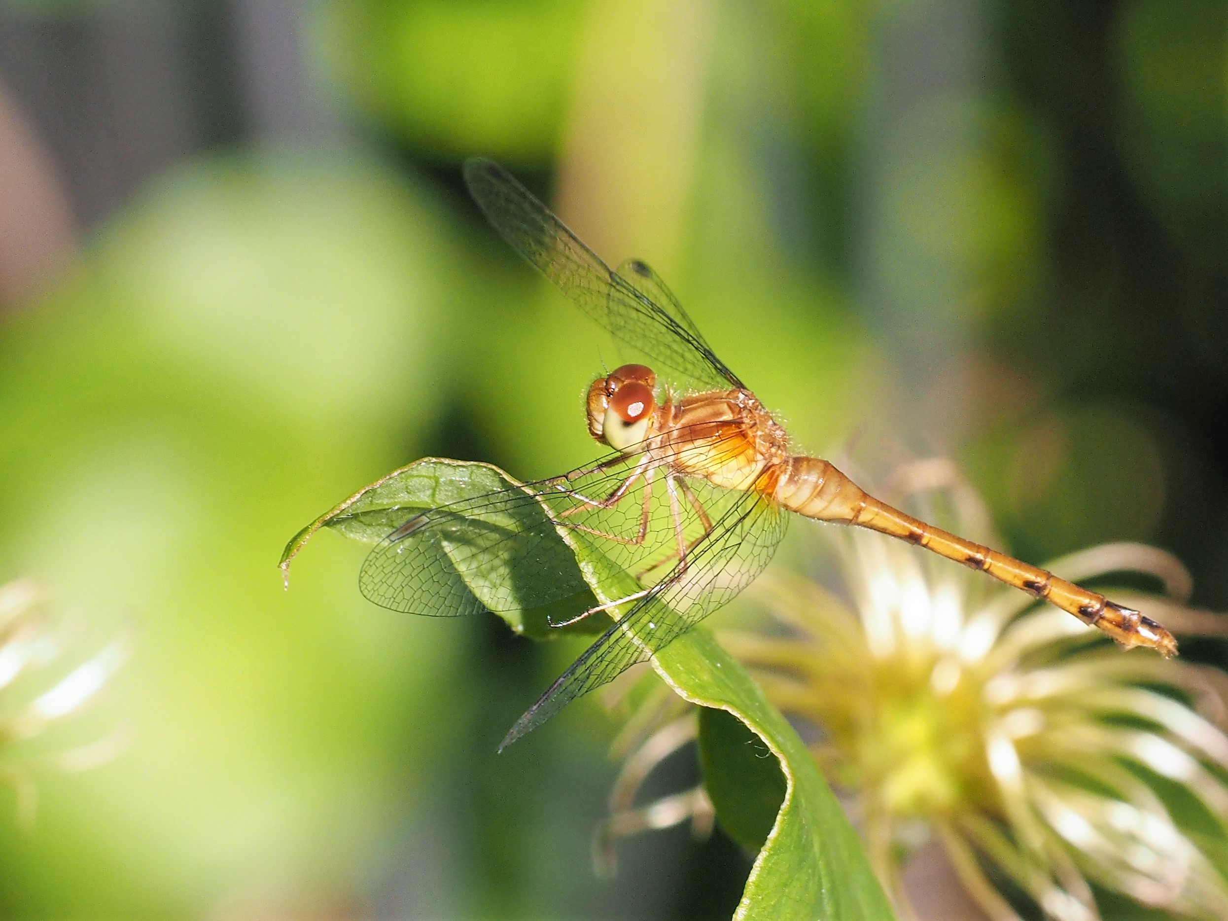 Side view of dragonfly resting on a leaf.