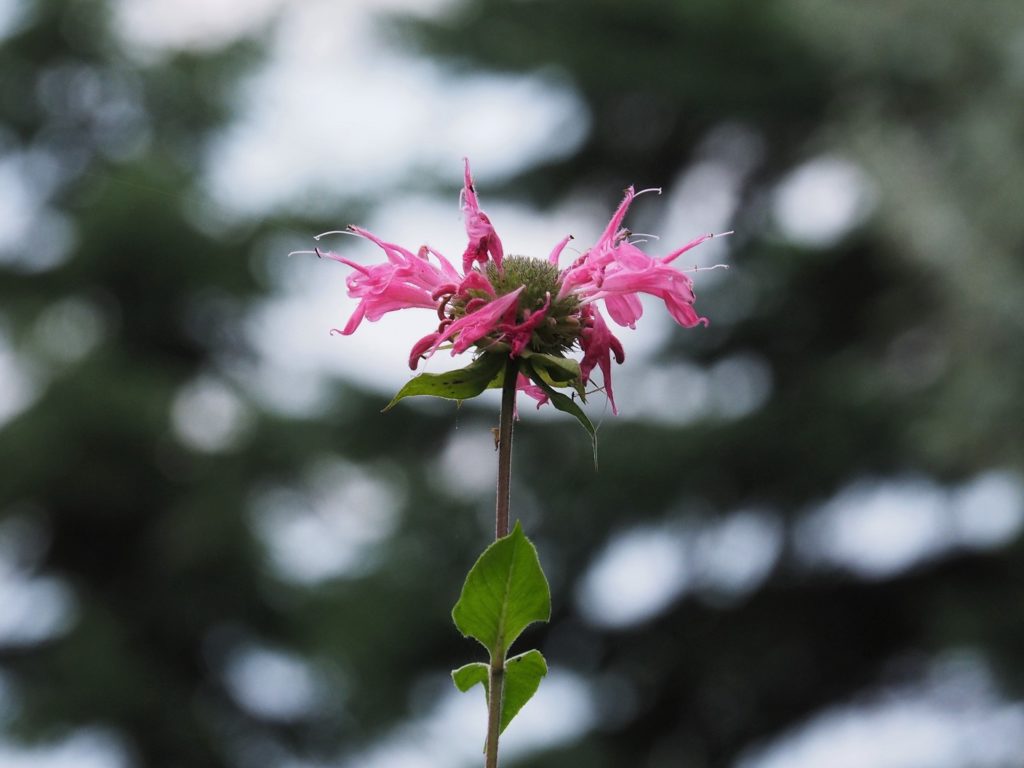 Single stem of pink-petalled flower in foreground; black spruce looming in background.