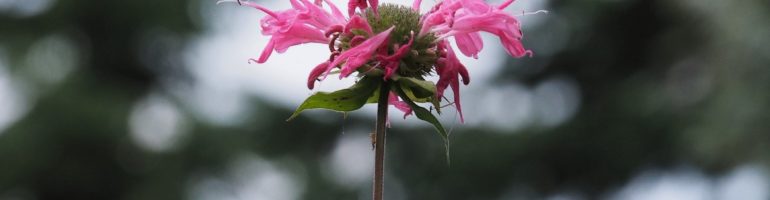 Single stem of pink-petalled flower in foreground; black spruce looming in background.