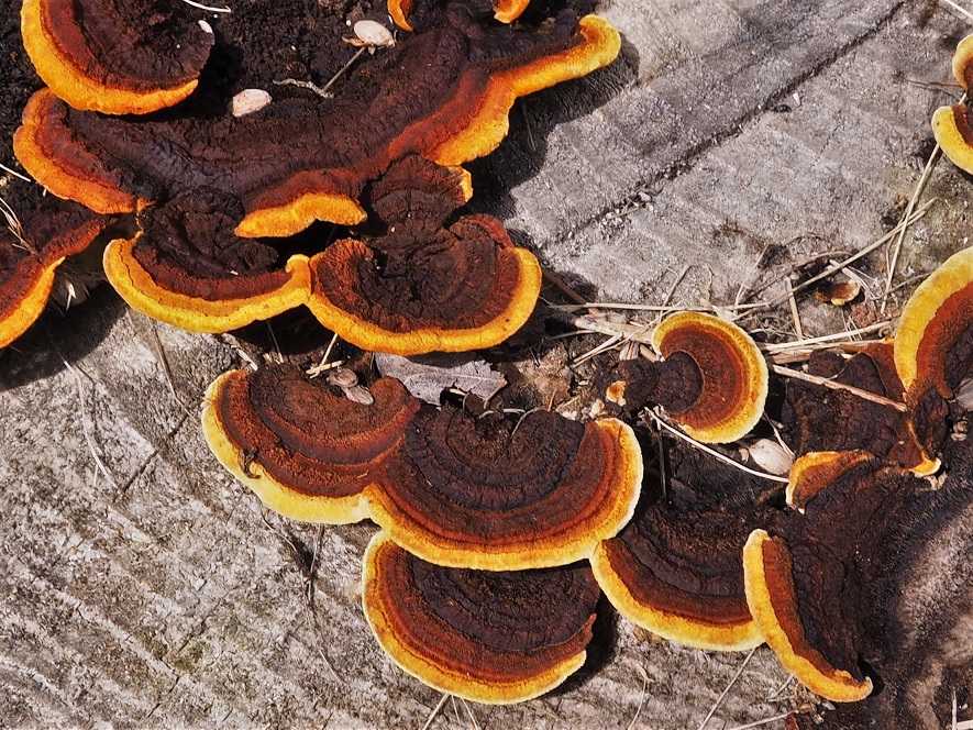 Yellow, orange, and brown fungus on a conifer stump.