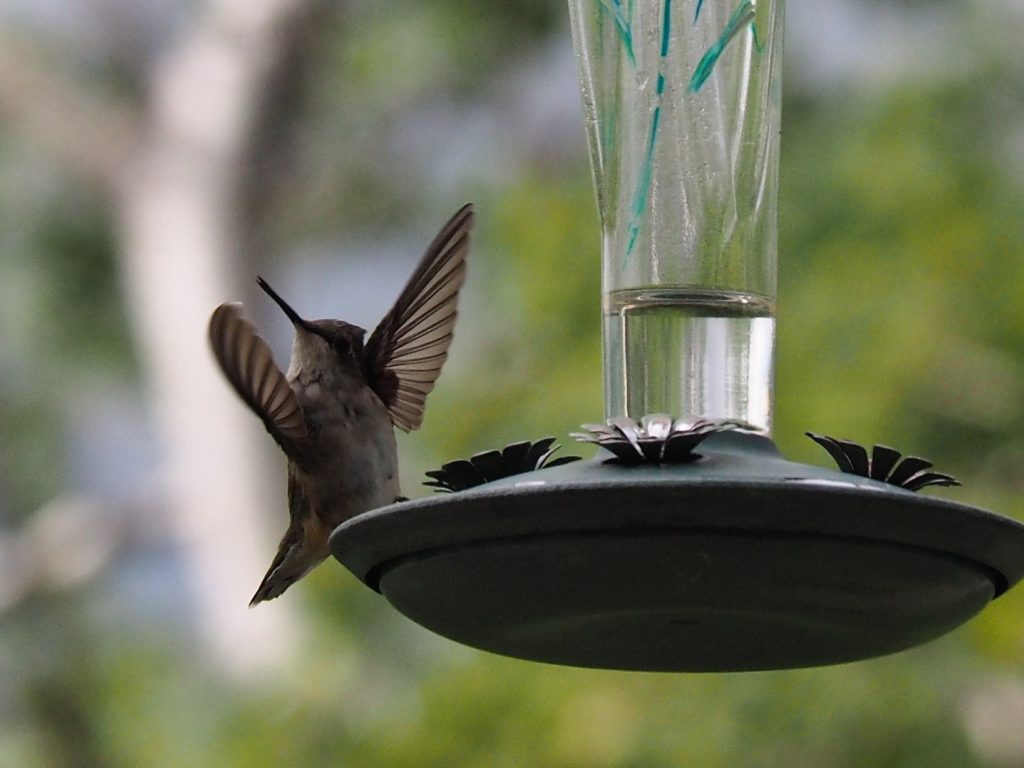 Front view of hummingbird at feeder, seeming to direct an orchestra.
