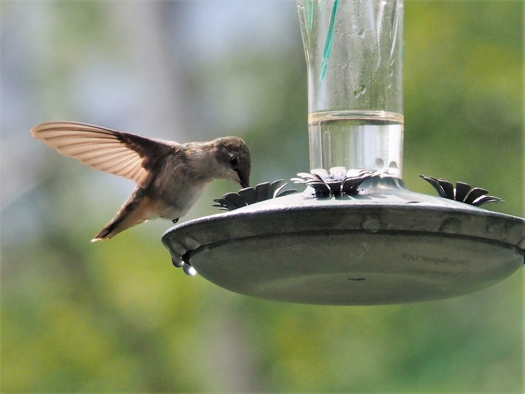 Front and side view of hummingbord at feeder.