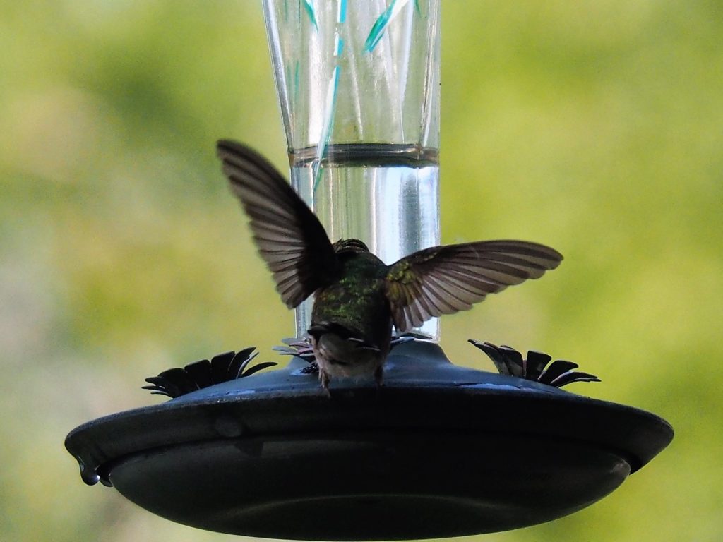 Back view of humminbgird at feeder, seeming to struggle with its balance.