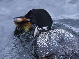 Common loon with fish