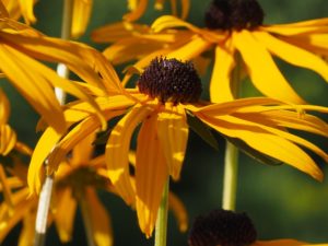 Cluster of Black-eyed Susans, all yellow and green.