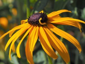 Sincle Black-eyed Susan in close-up.