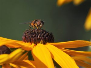 Honeybee dusted with pollen on top of Black-eyed Susan
