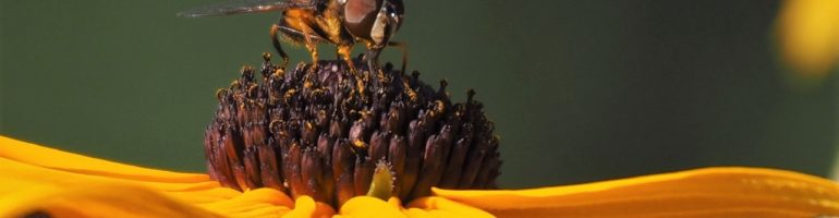 Honeybee dusted with pollen on top of Black-eyed Susan