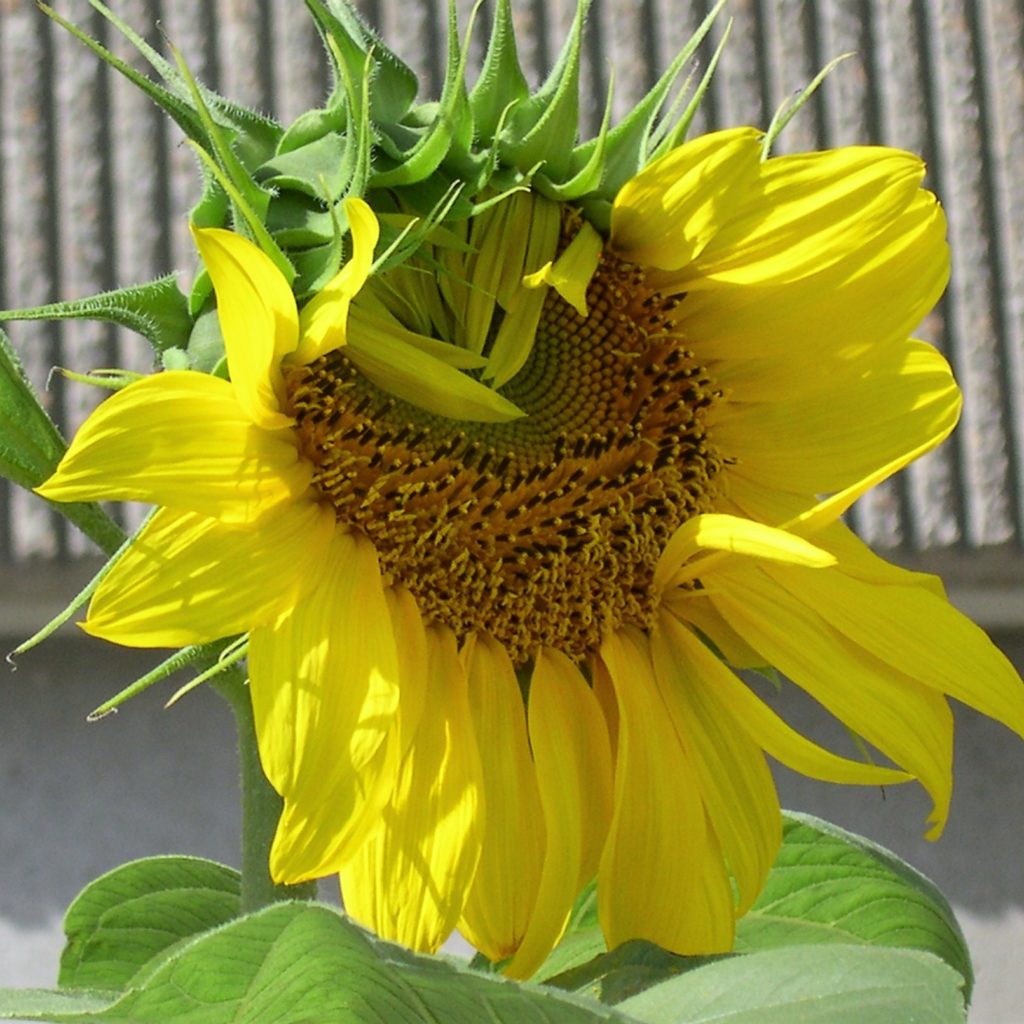 Close-up of sunflower in front of concrete building.
