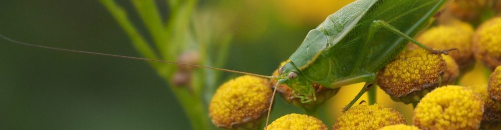 Close-up of all-green grasshopper on yellow wildflowers.