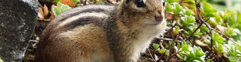 Chipmunk sitting alertly at opening to burrow.