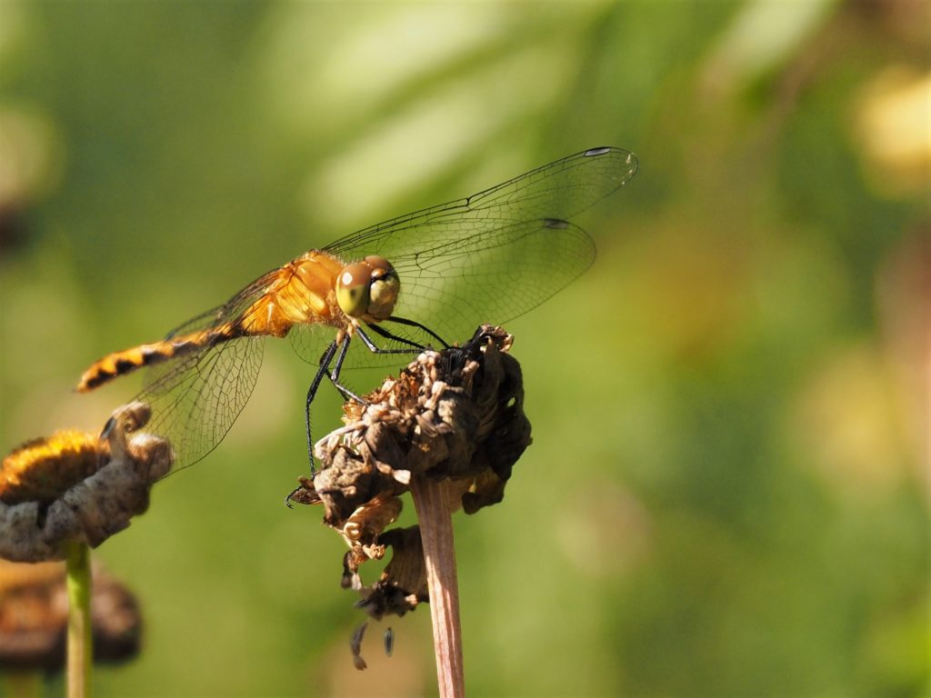 Close-up of dragonfly on weed seedhead.