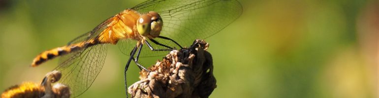 Close-up of dragonfly on weed seedhead.