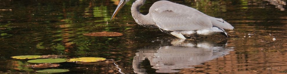Great blue heron in hunting pose, standing in autumn-coloured pond.